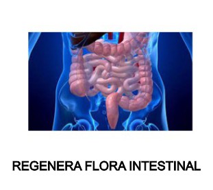 regenera folra intestinal flora intestinal fibramor