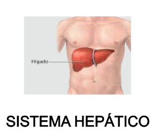 sistea hepatico lm manha