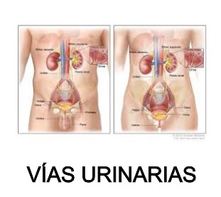 vias urinarias kidney manha