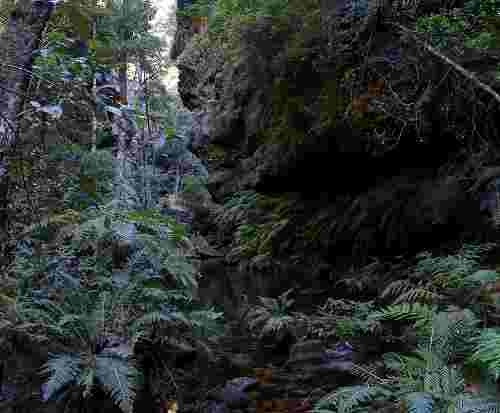 727px rainforest bluemountainsnsw