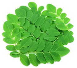 gI 100884 moringa leaves 2